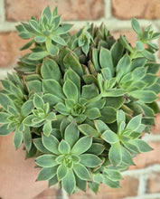 Load image into Gallery viewer, Echeveria sp.