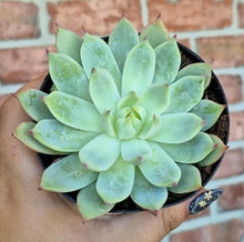 Load image into Gallery viewer, Echeveria parva
