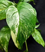 Load image into Gallery viewer, Epipremnum pinnatum albo