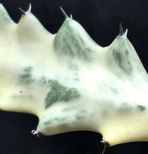 Load image into Gallery viewer, Euphorbia 'White Ghost'