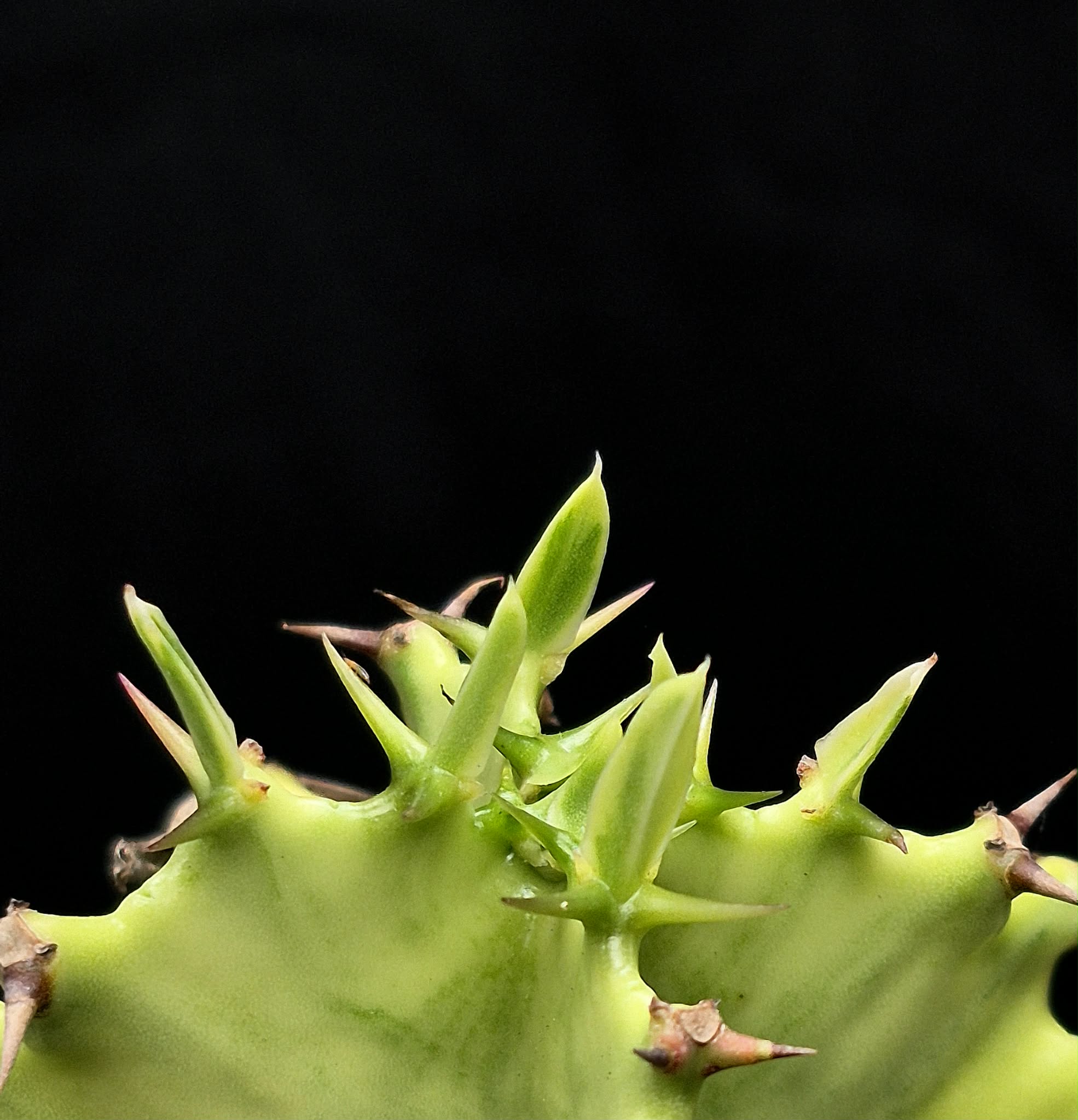 Euphorbia ammak variegata – Cedar Bridge Botanicals