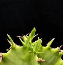 Load image into Gallery viewer, Euphorbia ammak variegata