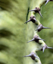 Load image into Gallery viewer, Euphorbia ammak variegata