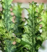 Load image into Gallery viewer, Variegated African Milk Tree- Euphorbia trigona
