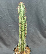 Load image into Gallery viewer, Euphorbia confinalis ssp. rhodesiaca 'Zebra'