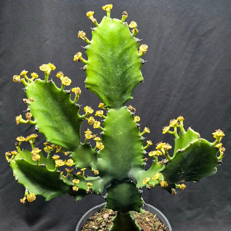 dragon bones succulent Dragon Bones (Euphorbia lactea) – Cedar Bridge Botanicals