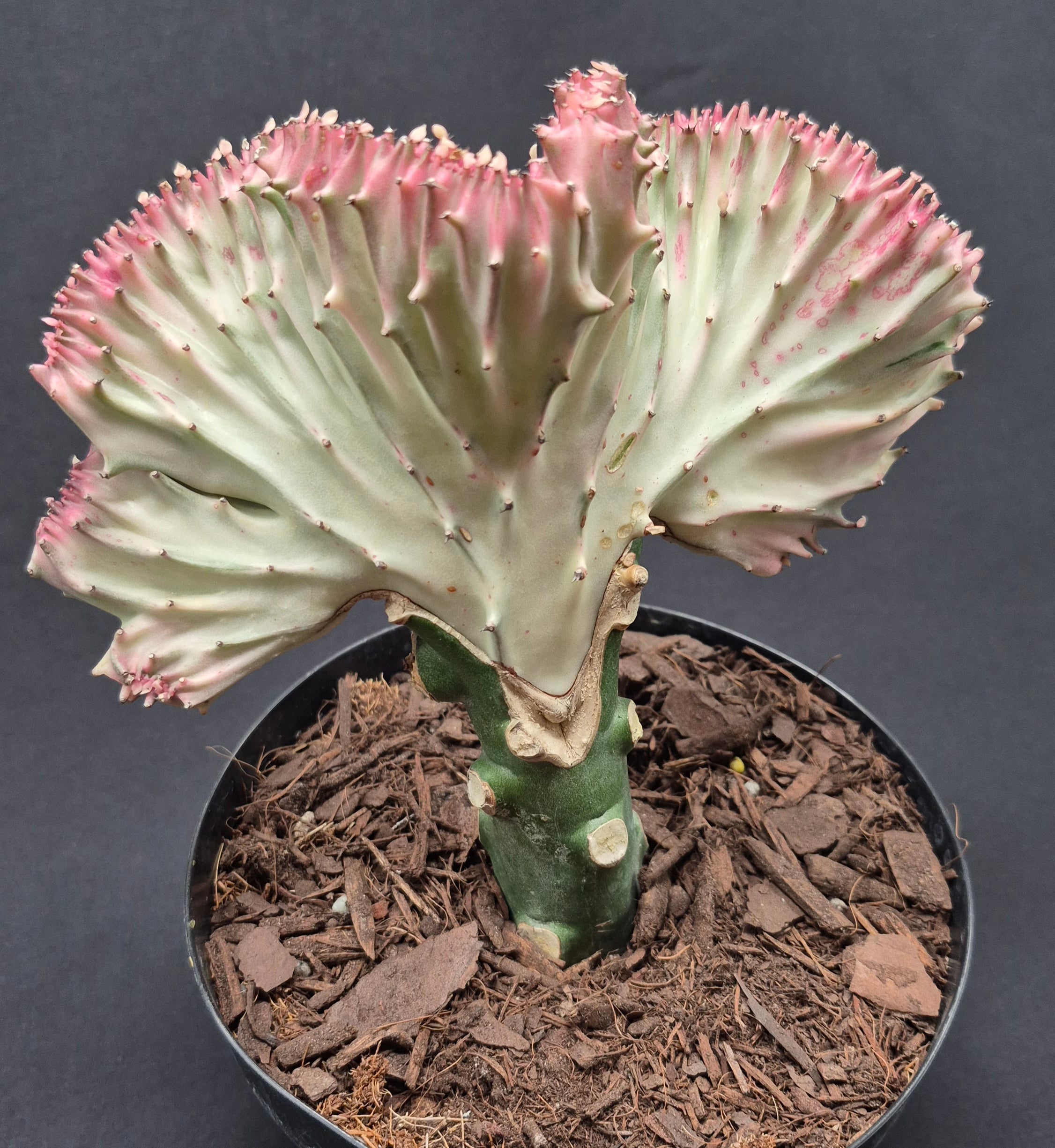 Euphorbia 'Mermaid Tail' – Cedar Bridge Botanicals
