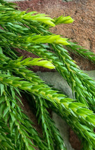 Load image into Gallery viewer, Keeled Tassel Fern (Phlegmariurus carinatus)