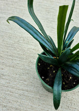 Load image into Gallery viewer, Blue Oil Fern (Microsorum thailandicum)
