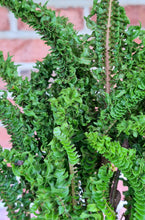 Load image into Gallery viewer, Curly Boston Fern (Nephrolepis exaltata)