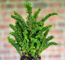 Load image into Gallery viewer, Curly Boston Fern (Nephrolepis exaltata)