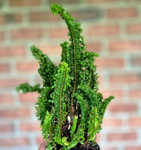 Load image into Gallery viewer, Curly Boston Fern (Nephrolepis exaltata)