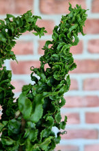 Load image into Gallery viewer, Curly Boston Fern (Nephrolepis exaltata)