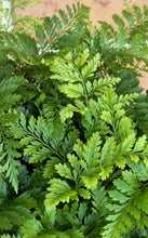 Load image into Gallery viewer, Rabbits Foot Fern (Davavilla fajeensis)