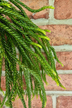 Load image into Gallery viewer, Keeled Tassel Fern (Phlegmariurus carinatus)