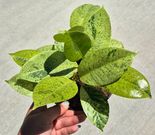 Load image into Gallery viewer, Ficus shivereana (Ficus elastica 'Shivereana')