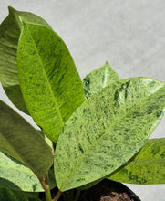 Load image into Gallery viewer, Ficus shivereana (Ficus elastica 'Shivereana')