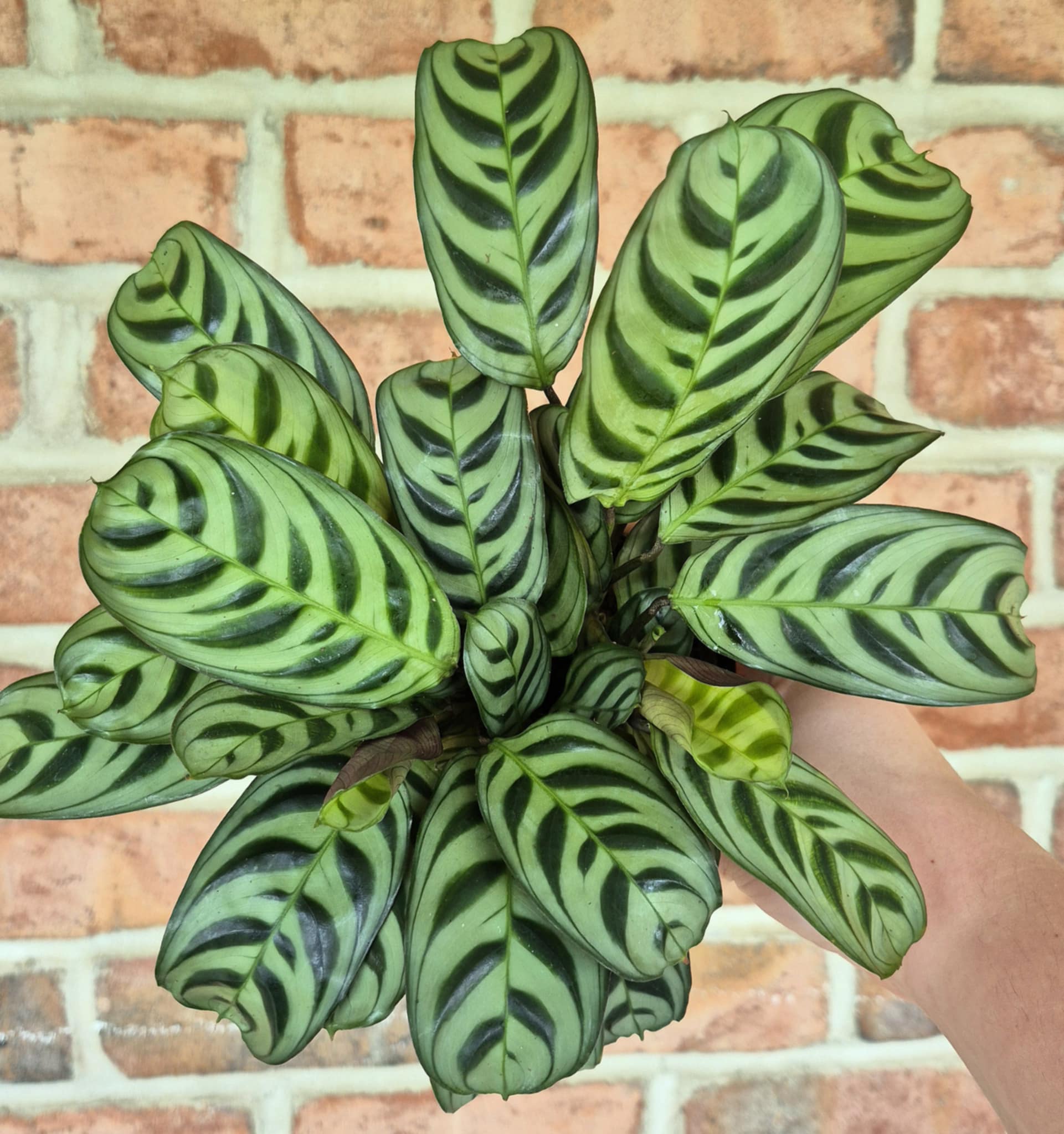 fishbone prayer plant Fishbone Prayer Plant (Calathea burle-marxii) – Cedar Bridge Botanicals