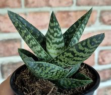 Load image into Gallery viewer, Gasteraloe sp.