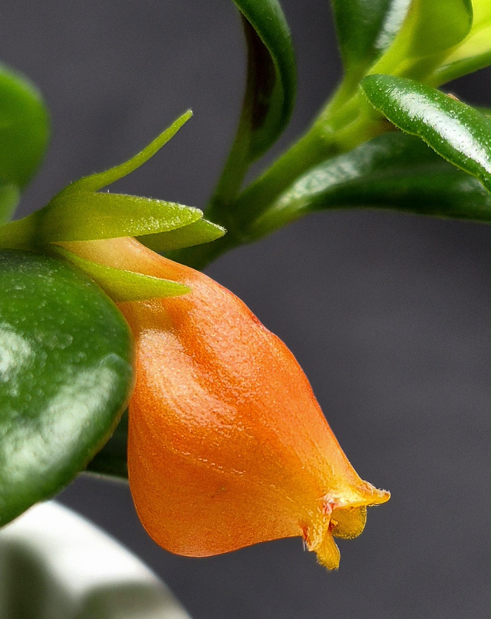 Goldfish Vine (Nematanthus gregarius) – Cedar Bridge Botanicals