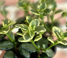 Load image into Gallery viewer, Goldfish Vine (Nematanthus gregarius)