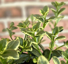 Load image into Gallery viewer, Goldfish Vine (Nematanthus gregarius)