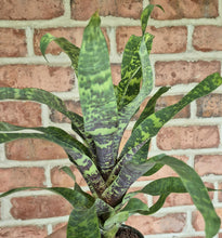 Load image into Gallery viewer, Bromeliad (Goudaea ospinae var. gruberi)