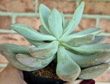 Load image into Gallery viewer, Ghost Plant (Graptopetalum sp.)