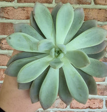Load image into Gallery viewer, Ghost Plant (Graptopetalum sp.)