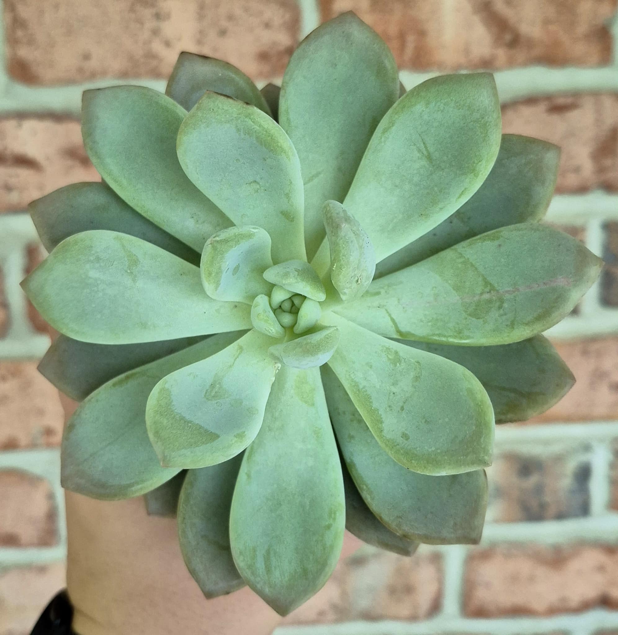 ghost echeveria succulent Ghost Plant (Graptopetalum sp.) – Cedar Bridge Botanicals