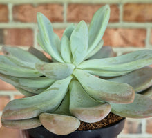 Load image into Gallery viewer, Ghost Plant (Graptopetalum sp.)