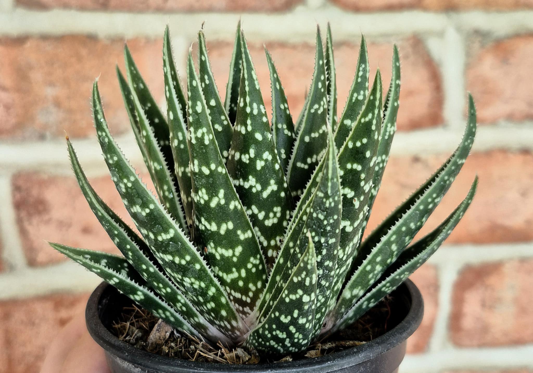Aloe aristata (Lace Aloe) – Cedar Bridge Botanicals