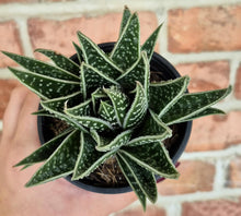 Load image into Gallery viewer, Haworthia sp.