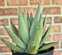 Load image into Gallery viewer, Haworthia 'Savannah'