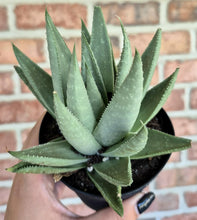 Load image into Gallery viewer, Haworthia 'Savannah'