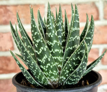 Load image into Gallery viewer, Haworthia sp.
