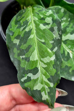 Load image into Gallery viewer, Homalomena 'Camouflage'