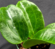 Load image into Gallery viewer, Hoya hanhiae