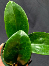 Load image into Gallery viewer, Hoya hanhiae