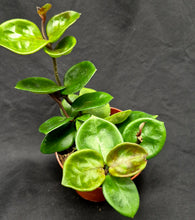 Load image into Gallery viewer, Hoya carnosa 'Amore'