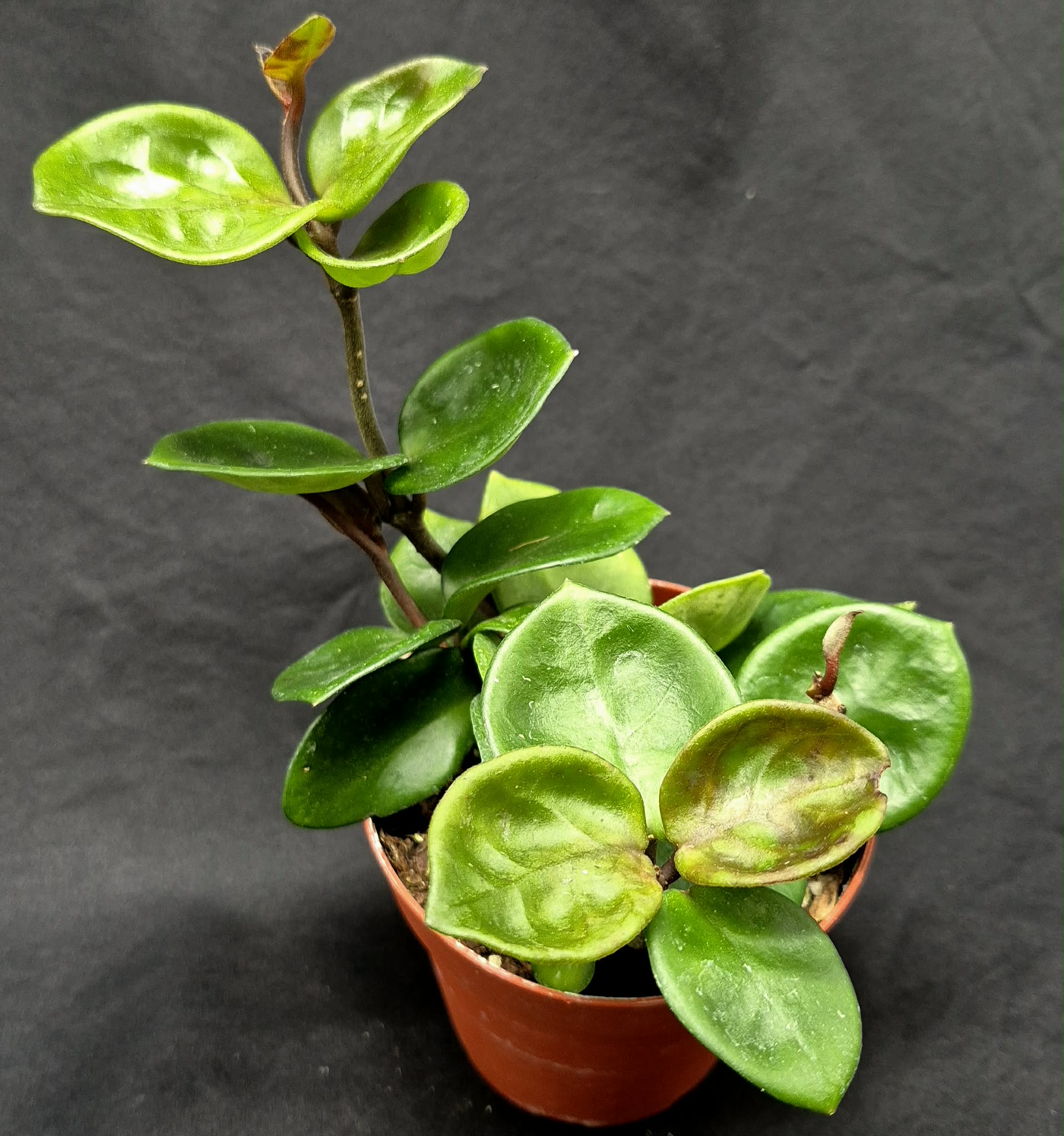 Hoya carnosa 'Amore' – Cedar Bridge Botanicals