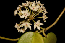 Load image into Gallery viewer, Wax Vine (Hoya australis)
