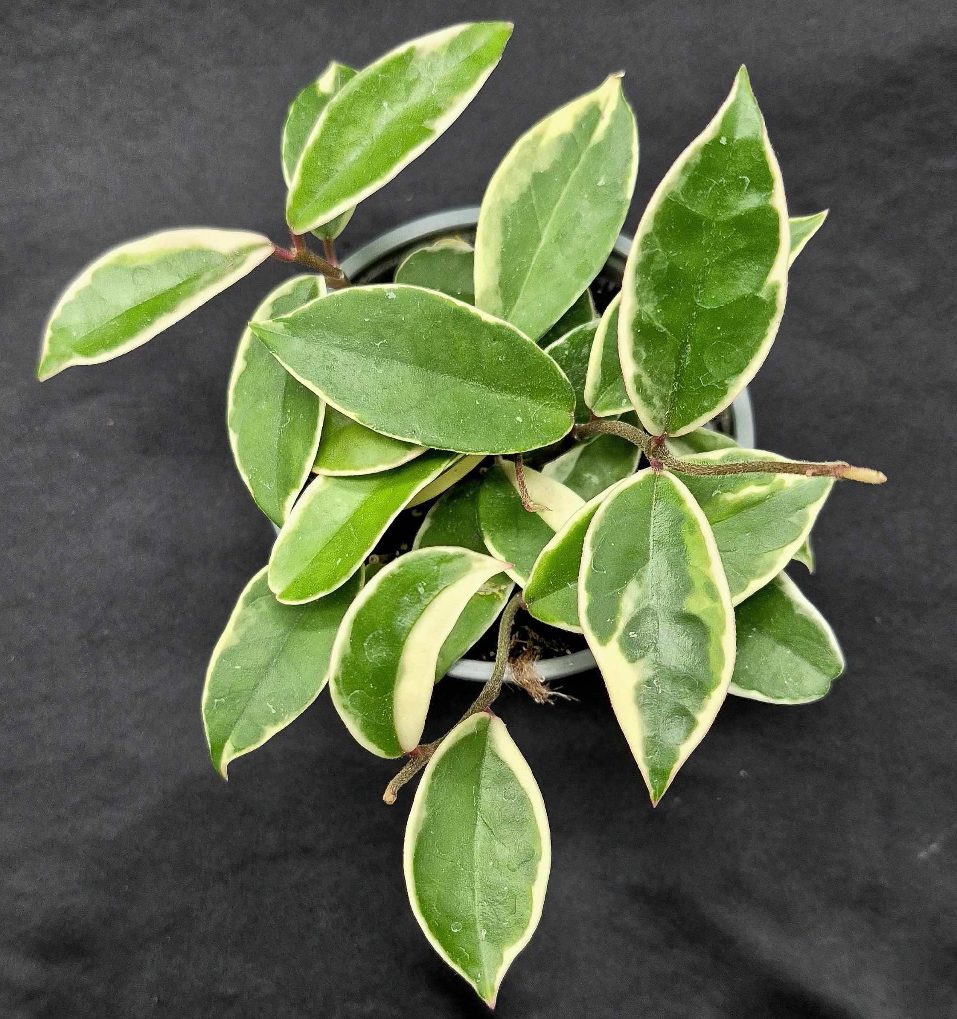 carnosa variegata Hoya carnosa variegata – Cedar Bridge Botanicals