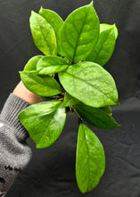 Load image into Gallery viewer, Hoya fungii