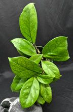 Load image into Gallery viewer, Hoya fungii
