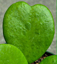 Load image into Gallery viewer, Hoya Heart Vine (Hoya kerrii)