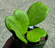 Load image into Gallery viewer, Hoya Heart Vine (Hoya kerrii)