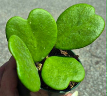 Load image into Gallery viewer, Hoya Heart Vine (Hoya kerrii)