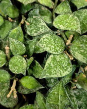 Load image into Gallery viewer, Hoya krohniana 'Splash'