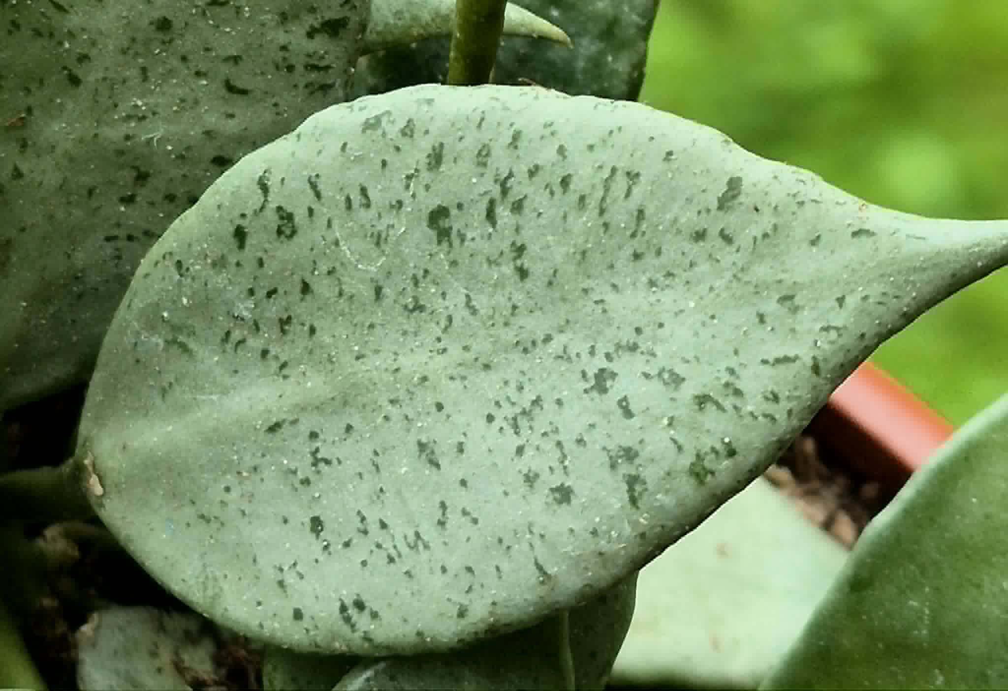 Hoya lacunosa 'Mint' – Cedar Bridge Botanicals